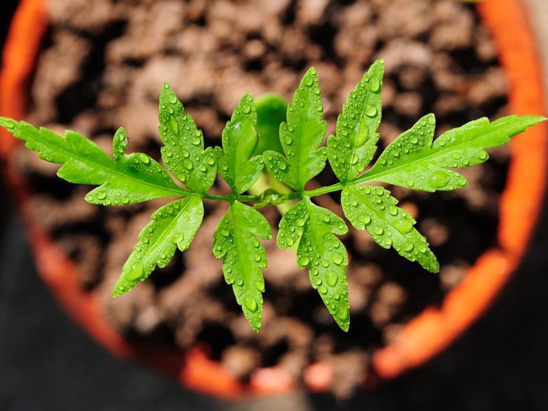 WhatsApp Image 2025-01-31 at 1.25.27 PM